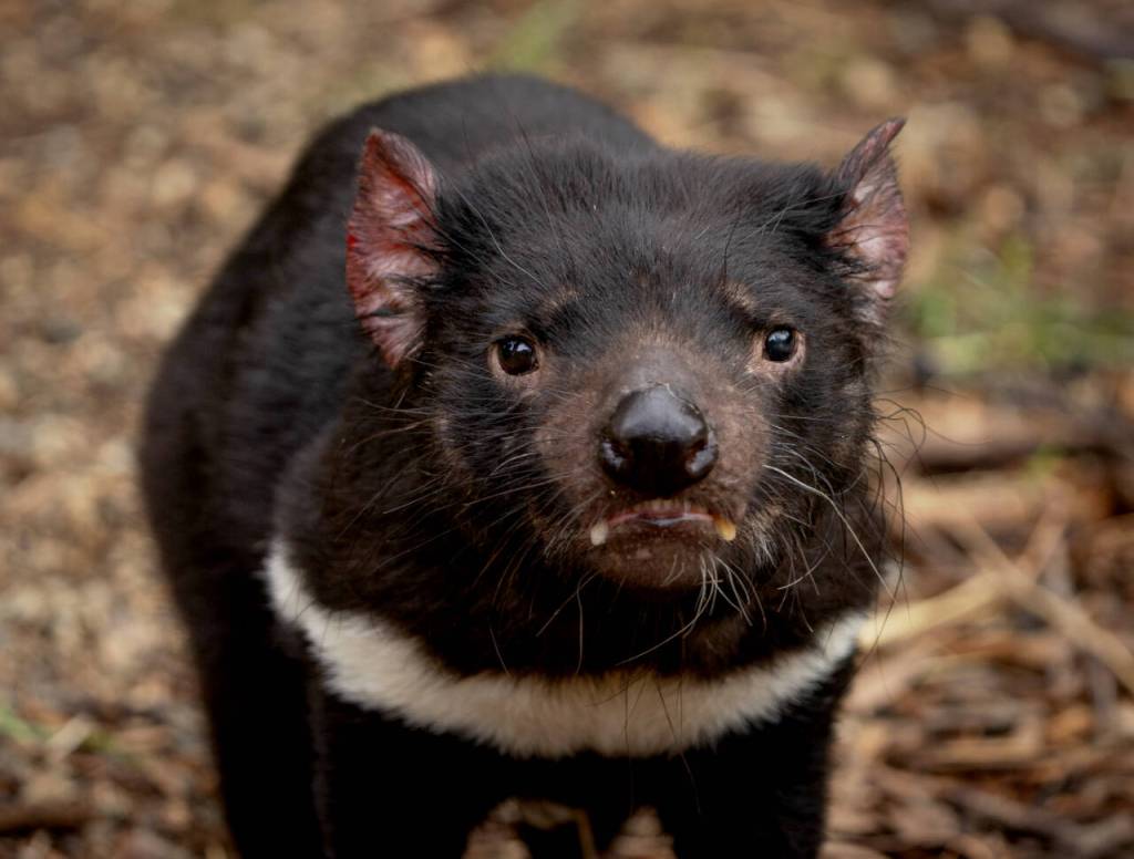 Photo courtesy John Gussman/ A close-up of a Tasmanian Devil.