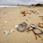 Photos courtesy John Gussman
Kelvedon Beach is covered in sea shells.