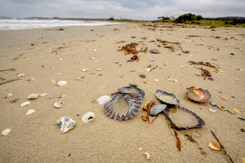 Photos courtesy John Gussman
Kelvedon Beach is covered in sea shells.