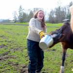 Sequim Gazette photo by Monica Berkseth
Ellis laughs as her Welsh B horse Cricket steals apples from her bucket. Ellis is able to enjoy and participate in life more thanks to peritoneal dialysis and a subsequent kidney transplant.