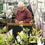 Sequim Gazette photo by Matthew Nash/ John Sims of Sequim looks at plants from Earth Grown Creations on March 22 during the Soroptimist Gala Garden Show. He said hes attended consecutively in recent years with his wife.
