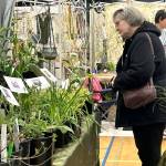 Sequim Gazette photo by Matthew Nash/ Diane Thornhill of Port Angeles, pictured looking at plants in the One Earth Botanical booth, said she attends the Soroptimist Gala Garden Show each year with her husband and that last year they went nuts purchasing iron works for their yard.