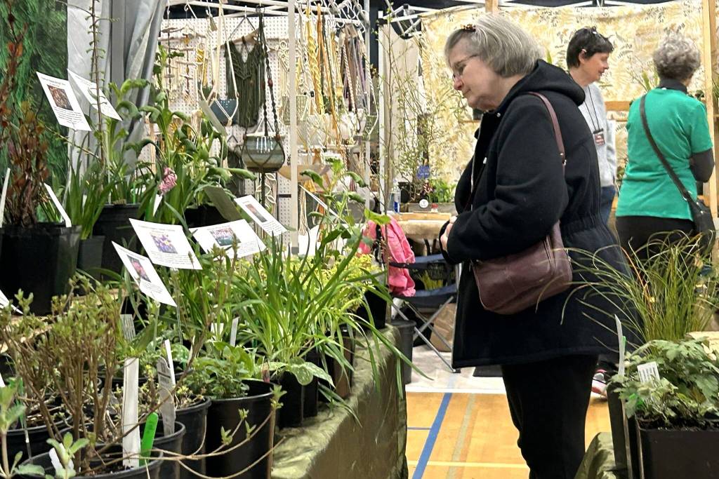 Sequim Gazette photo by Matthew Nash/ Diane Thornhill of Port Angeles, pictured looking at plants in the One Earth Botanical booth, said she attends the Soroptimist Gala Garden Show each year with her husband and that last year they went nuts purchasing iron works for their yard.