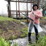Sequim Gazette photos by Matthew Nash
Shoko Suskind, a volunteer for the Sequim-Shiso City Friendship Garden, stands in the water pulling weeds from the shoreline. She is one of 10 volunteers who work from 9 a.m.-noon each Tuesday from late March to October to provide upkeep of the garden. More volunteers are welcome.