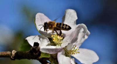 Photo by Pixabay/ A bee on an apple blossom.