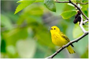 Photo by Dow Lambert
A yellow warbler sings while perched on a branch.