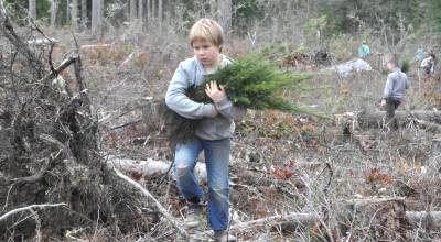 Sequim Gazette photo by Matthew Nash/
Connor Perry carries an armful of trees to help a classmate plant during a field trip on March 25. Third graders from Helen Haller Elementary planted hundreds of trees on state trust land off Blue Mountain Road managed by the Department of Natural Resources.