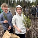 Sequim Gazette photos by Matthew Nash
Cousins Hudson and Ellis Hueter partner to plant multiple trees as part of Helen Haller Elementarys field trip up Blue Mountain Road on March 25.