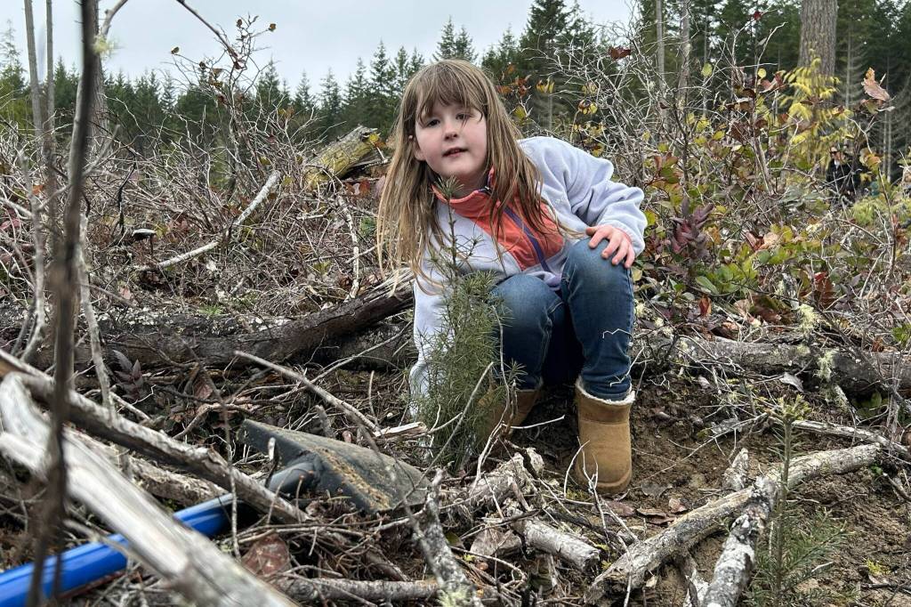 Sequim Gazette photo by Matthew Nash/
Third grader Emma Muck makes sure her tree she planted is just right before moving on to plant another on March 25.