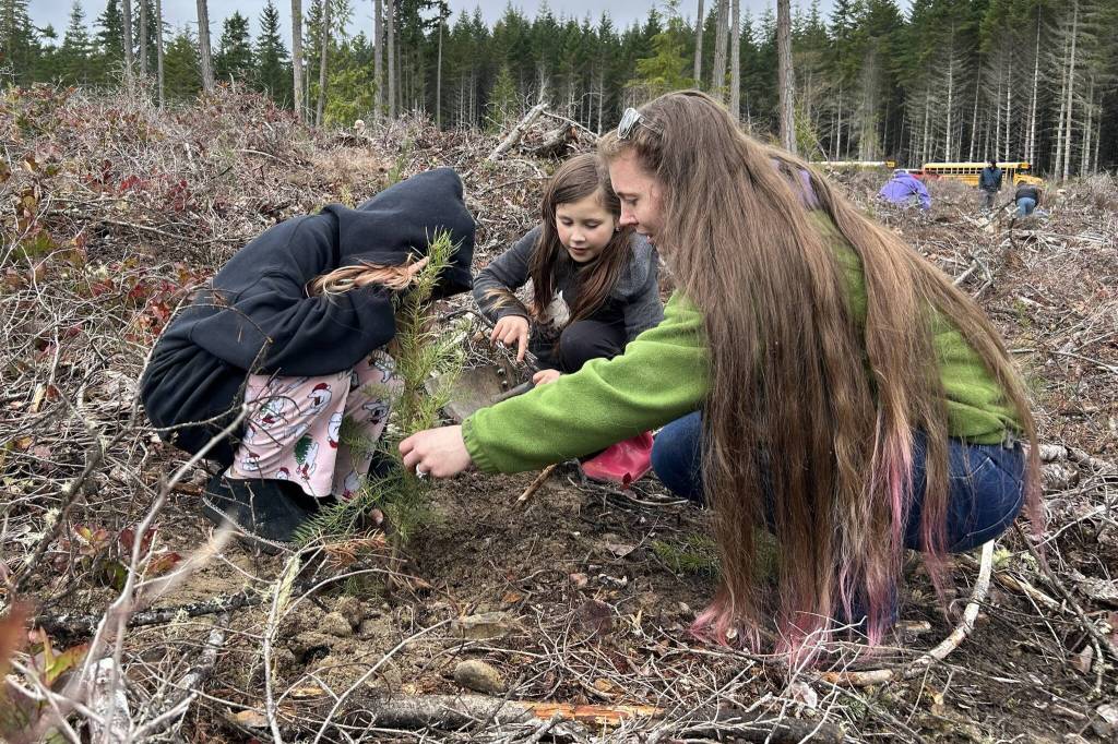Sequim Gazette photo by Matthew Nash/
Madilyn Wright, Nora Summers and Jessie Robbins work together to plant a tree during a Helen Haller Elementary field trip to state trust land that supports school construction in Washington.