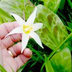 Photo courtesy Dungeness River Nature Center/ The immersive guided hikes offered through the River Centers Wildflower Walk Series are popular with nature lovers and plant enthusiasts.