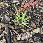 Photo by Laurel Moulton/ This photo shows winter cutworm damage to lettuce. IPM can help identify pests and treat problems appropriately before its too late.