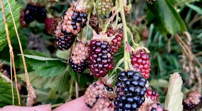 Photo by Laurel Moulton
Integrated Pest Management (IPM) can help you distinguish between disease and sunburn and treat each appropriately.