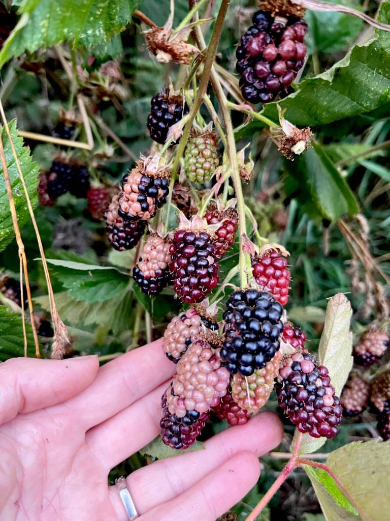 Managing garden pests and diseases the green way