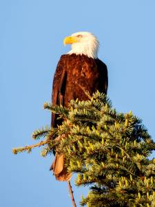Photo by Teresa Herrera/ Reader Teresa Herrera found she wasnt the only one enjoying the sunrise over Sequim Thursday morning; so was this majestic bald eagle.