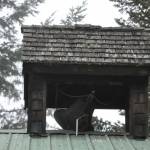 Sequim Gazette file photo by Matthew Nash
This original Lost Mountain Schools bell, pictured in 2024 atop Lost Mountain Fire Station, is now in front of Sequim Museum & Arts by its Veterans Monument along Sequim Avenue.
