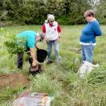 Clallam Countys sixth Herbie Liberty Tree, a direct descendant of the historic Herbie Elm of Yarmouth, Maine, was recently planted at Joseph Keeler Park in Sequim.