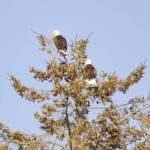 Sequim Gazette photo by Matthew Nash/