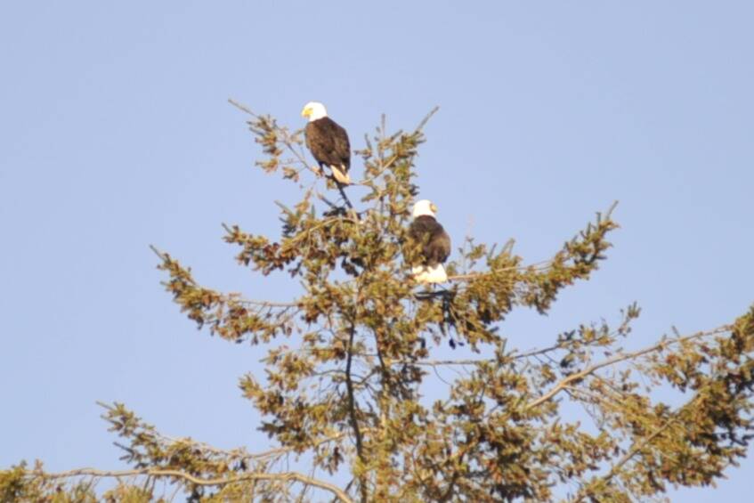 Sequim Gazette photo by Matthew Nash/