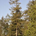 Sequim Gazette photo by Matthew Nash/