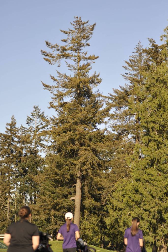 Sequim Gazette photo by Matthew Nash/