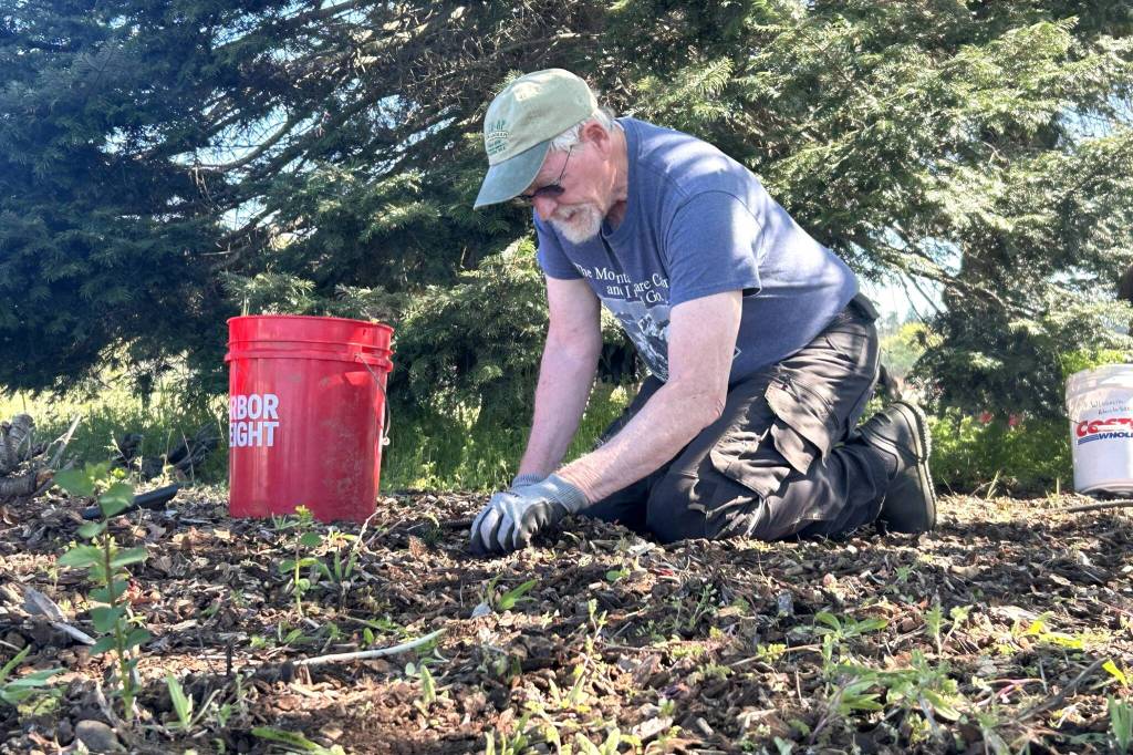 Sequim Gazette photo by Matthew Nash/
Jim Lewis with Trinity United Methodist Church went with his wife Marlene to help pull weeds near the north entrance of Carrie Blake Community Park during Sequim Beautiful Day. Theyre both Master Gardeners, he said, and they primarily help at the Woodcock Demonstration Garden and felt like this was a natural progression.