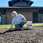 Sequim Gazette photo by Matthew Nash/
Susan Chandler with Sequim Community Church helps pull weeds near the north entrance of Carrie Blake Community Park during Sequim Beautiful Day. Sequim is the most beautiful place to live, she said. We need to take care of it and steward it. Its a blessing to be out here.