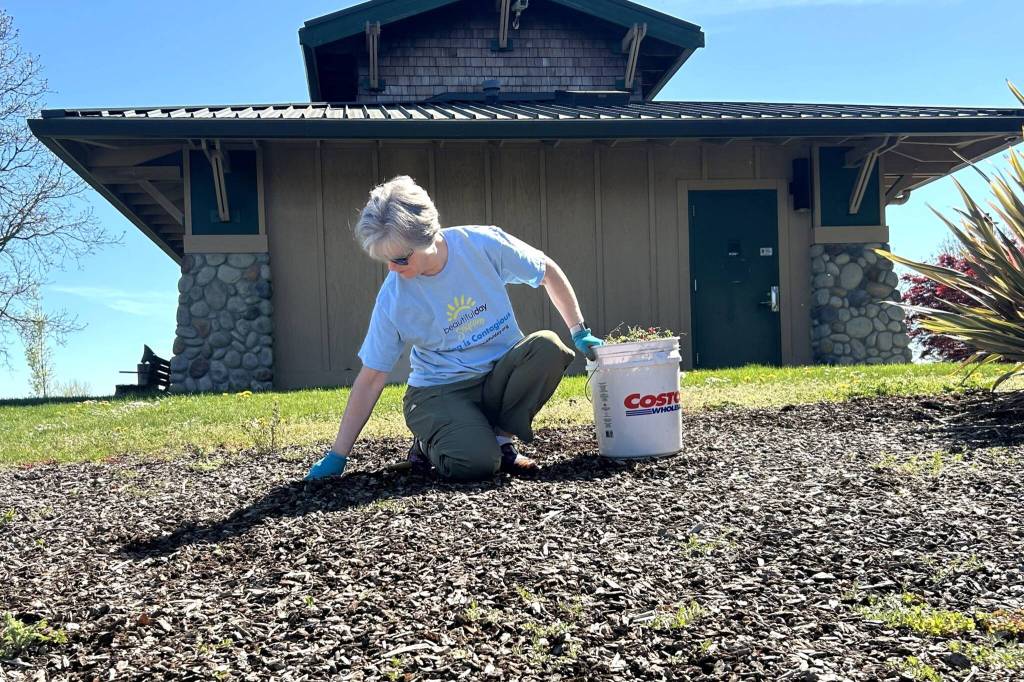 Sequim Gazette photo by Matthew Nash/
Susan Chandler with Sequim Community Church helps pull weeds near the north entrance of Carrie Blake Community Park during Sequim Beautiful Day. Sequim is the most beautiful place to live, she said. We need to take care of it and steward it. Its a blessing to be out here.