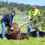 Ty Brown, Sequims operations manager, and Gary Butler, a parks maintenance worker, plant a tree west of the Water Reuse Site retention pond on April 24 for Abror Day.