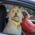 Labradoodle Vivian gets plenty of attention whenever she accompanies her owner Christina Fransone to the Sequim Food Bank.