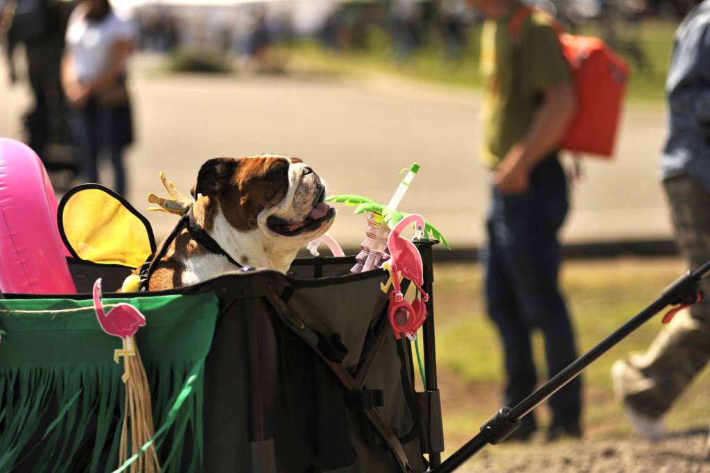 Sequim Gazette photo by Matthew Nash/