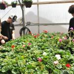 Sequim Gazette photos by Matthew Nash
Sequim High School students, from left, Harlie Burwash, Kayden Disinski, and Chase Robins deadhead geraniums in the schools main greenhouse for the Agriculture Departments annual Plant Sale. All three said theyve helped in the greenhouse for at least two years with Disinski helping all four years. The sale continues daily from 9 a.m.-3 p.m. through Friday, May 8 at 601 N. Sequim Ave.