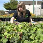 Alyssa LAmi, a ninth grade Agriculture Science student, deadheads plants at the entrance of Sequim High Schools annual Plant Sale last week. I think its a really good class, she said. Its a good opportunity to learn.