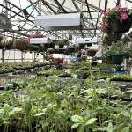 Sequim Gazette photo by Matthew Nash/ Sequim High Schools Plant Sale features about 7,000 plants grown by students. The sale continues daily from 9 a.m.-3 p.m. through Friday, May 8 at the school.