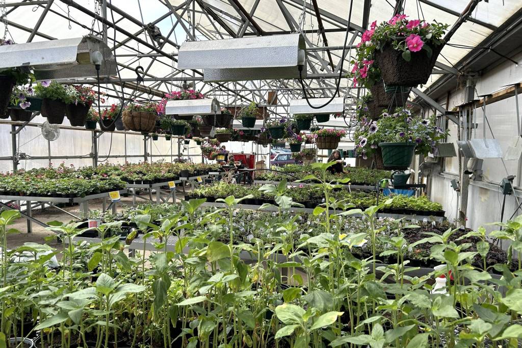 Sequim Gazette photo by Matthew Nash/ Sequim High Schools Plant Sale features about 7,000 plants grown by students. The sale continues daily from 9 a.m.-3 p.m. through Friday, May 8 at the school.