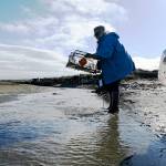 Photo by Michael Dashiell/
Volunteer Paula Walsh looks to set a European green crab (EGC) trap in one of the channels on the Dungeness Spit in early April. 2026 marks Walshs second season of trapping crabs.