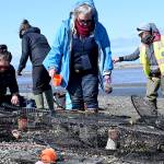 Photo by Michael Dashiell/
Biological technician Kari Williamson (second from right) directs a team in preparing traps to capture invasive European green crabs on the Dungeness Spit in April. Pictured, from left, are intern Kiah Brown, volunteers Sue House and Paula Walsh, and volunteer Tim Shank.