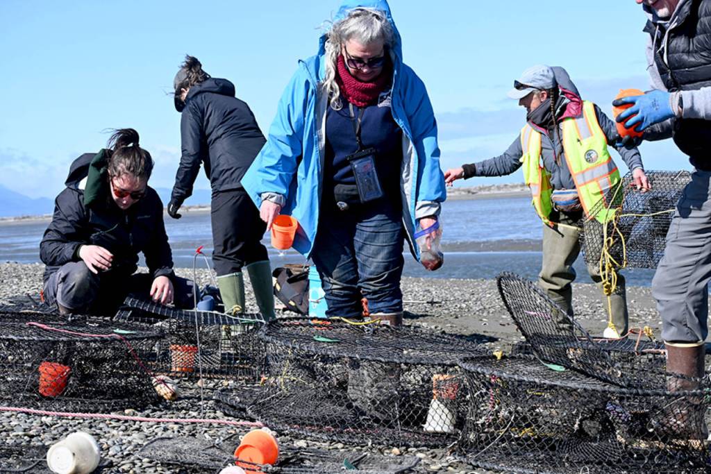 Photo by Michael Dashiell/
Biological technician Kari Williamson (second from right) directs a team in preparing traps to capture invasive European green crabs on the Dungeness Spit in April. Pictured, from left, are intern Kiah Brown, volunteers Sue House and Paula Walsh, and volunteer Tim Shank.
