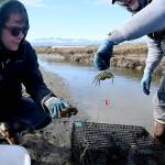 Photo by Michael Dashiell/
Intern Kiah Brown and volunteer Tim Shank nab a European green crab from a channel on the Dungeness Spit in early April.