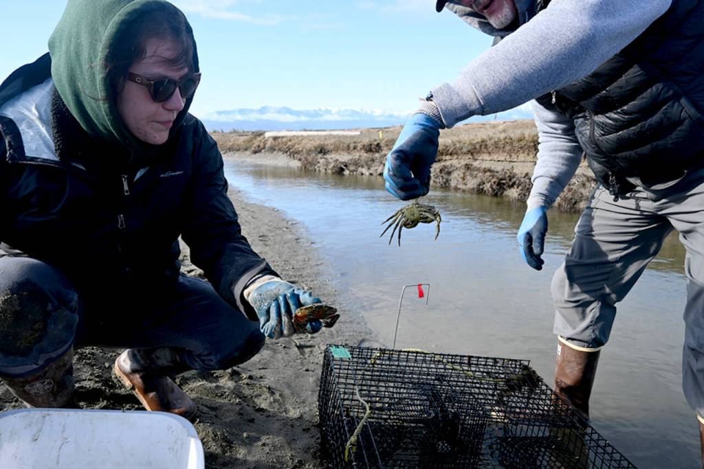 Photo by Michael Dashiell/
Intern Kiah Brown and volunteer Tim Shank nab a European green crab from a channel on the Dungeness Spit in early April.