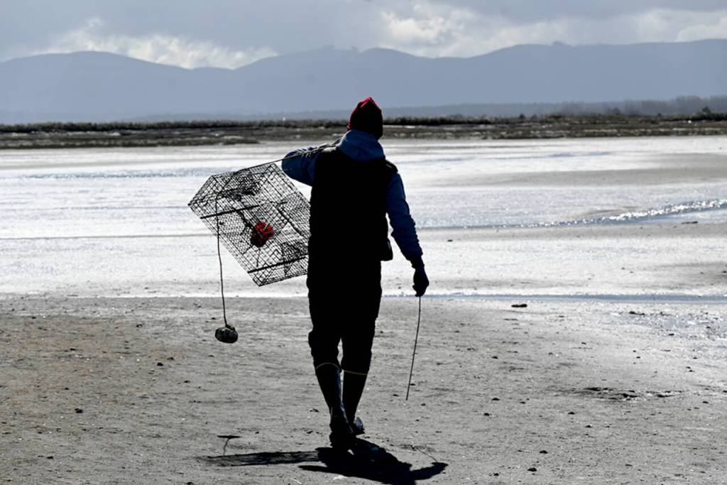 Photo by Michael Dashiell/
Volunteer Tim Shank carries a trap toward a bed of eelgrass on the Dungeness Spit in early April.