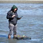 Photo by Michael Dashiell/
Using an iPad, intern Kiah Brown records locations of traps set on the Dungeness Spit.
