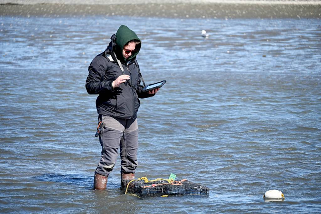 Photo by Michael Dashiell/
Using an iPad, intern Kiah Brown records locations of traps set on the Dungeness Spit.