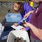 Photo by Michael Dashiell/
Volunteers and staff work hard to record biometrics  descriptive data  of each European green crab.