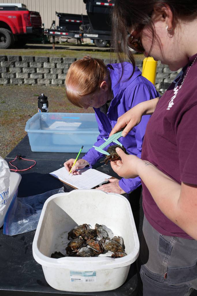 Photo by Michael Dashiell/
Volunteers and staff work hard to record biometrics  descriptive data  of each European green crab.