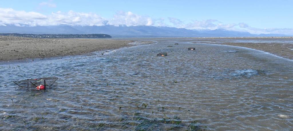Photo by Michael Dashiell/
Large numbers of European green crabs at the Dungeness National Wildlife Refuge are being found in eelgrass, the very habitat threatened by this invasive species.