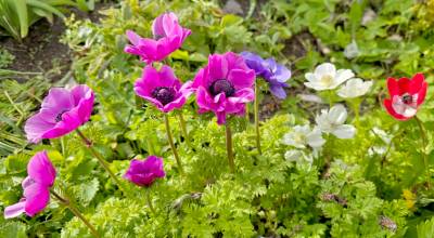 Photo by Jeene Hobbs
Anemone De Caen blooms in the spring with the daffodils and tulips.