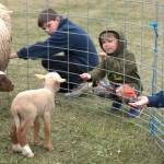 Bennet Gray, 10, Bodie Volker, 3, and Bryant Volker, 5, pet sheep at the farm animal petting zoo during the Shepherds Festival on May 25 outside the Sequim Prairie Grange. They attended with their mom Theresa Volker for the first time.