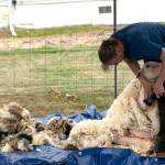 Sequim Gazette photo by Monica Berkseth/ Elizabeth Resager of Bainbridge Island shears a sheep during a demonstration at the Shepherds Festival.