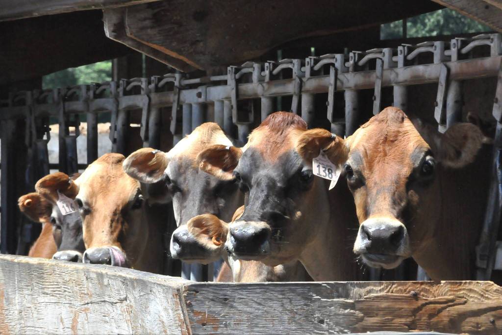 Sequim Gazette photo by Matthew Nash/ Jersey cows greet visitors at Dungeness Valley Creamery on June 13.